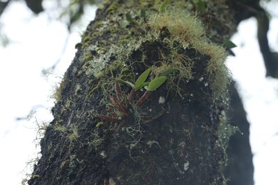 Dendrobium aemulum, photographed by Greg Tasney