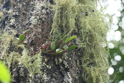 Dendrobium aemulum, photographed by Greg Tasney