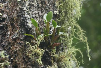 Dendrobium aemulum, photographed by Greg Tasney