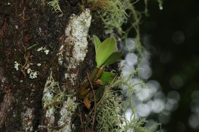 Dendrobium aemulum, photographed by Greg Tasney