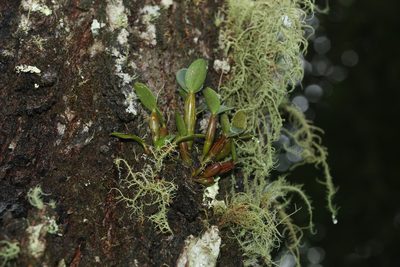 Dendrobium aemulum, photographed by Greg Tasney