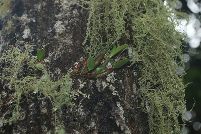 Dendrobium aemulum, photographed by Greg Tasney