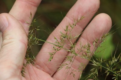 Dichelachne micrantha, photographed by Greg Tasney