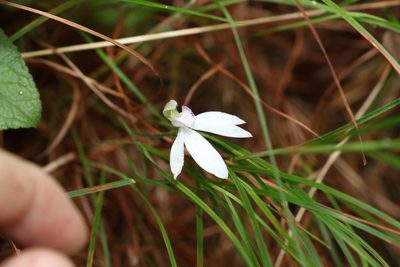 Caladenia picta, photographed by Greg Tasney