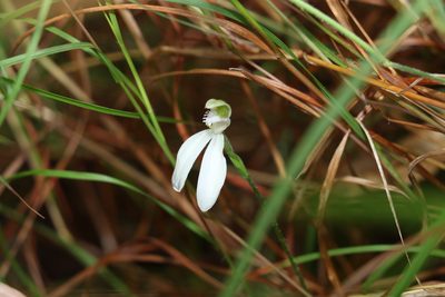 Caladenia picta, photographed by Greg Tasney