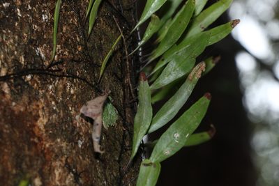 Pyrrosia confluens, photographed by Greg Tasney