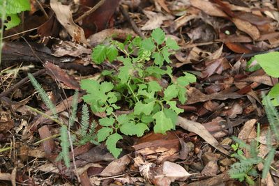 Causonis clematidea, photographed by Greg Tasney