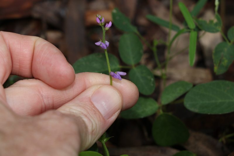 Oxytes brachypoda, photographed by Greg Tasney