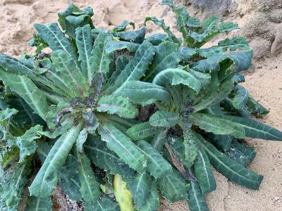 Sonchus megalocarpus, photographed by Dylan Wishart