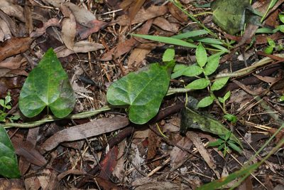 Sarcopetalum harveyanum, photographed by Greg Tasney