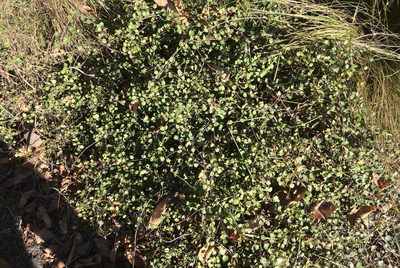Muehlenbeckia complexa, photographed by Jon Sullivan
