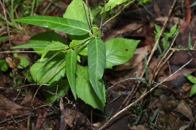 Parsonsia lanceolata, photographed by Greg Tasney