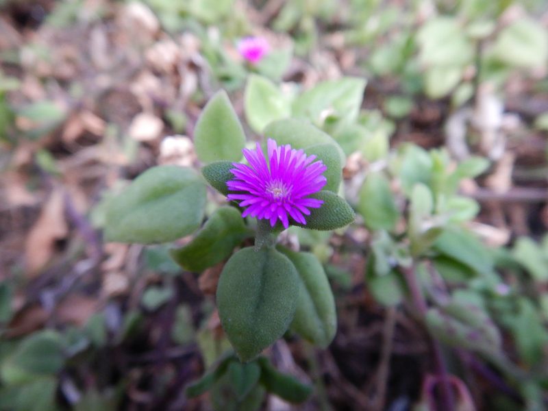 Mesembryanthemum cordifolium, photographed by Jon Sullivan