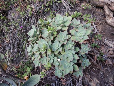 Aeonium haworthii