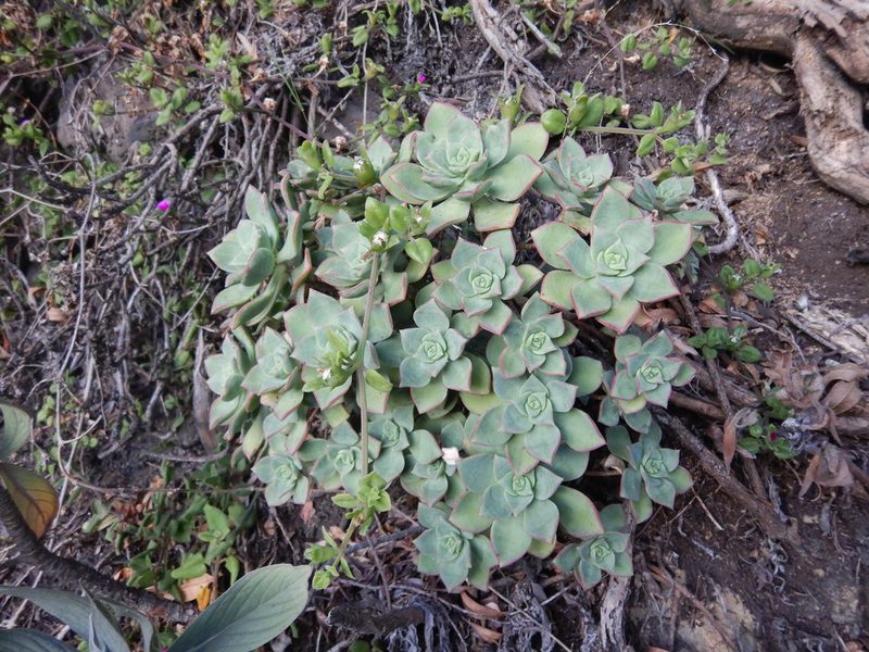 Aeonium haworthii, photographed by Jon Sullivan