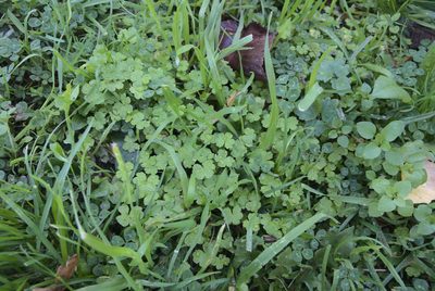 Hydrocotyle heteromeria, photographed by Jon Sullivan