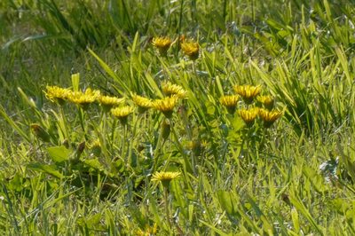 Taraxacum platycarpum, photographed by WATANABE Hitoshi 渡辺仁