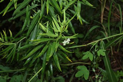 Gomphocarpus physocarpus, photographed by Greg Tasney