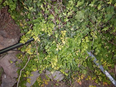 Petroselinum crispum, photographed by Jon Sullivan