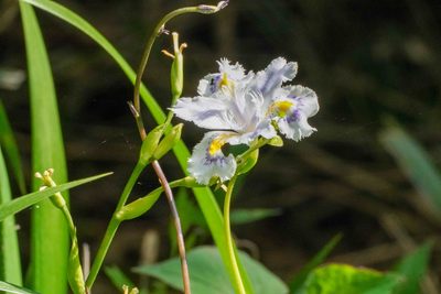 Iris japonica, photographed by WATANABE Hitoshi 渡辺仁