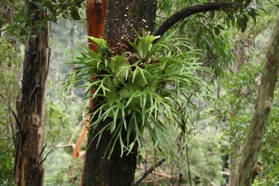 Platycerium bifurcatum, photographed by Greg Tasney