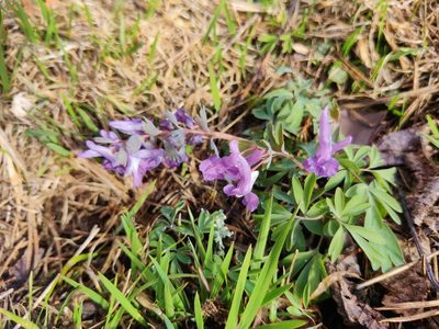 Corydalis solida, photographed by Ульяна Лалак