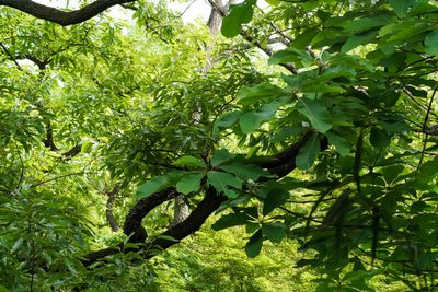 Magnolia obovata, photographed by WATANABE Hitoshi 渡辺仁