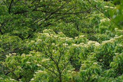 Cornus controversa, photographed by WATANABE Hitoshi 渡辺仁