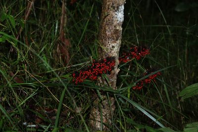 Gahnia aspera, photographed by Greg Tasney