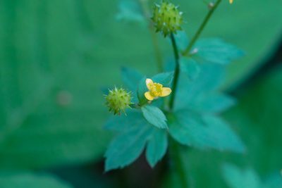 Ranunculus cantoniensis, photographed by WATANABE Hitoshi 渡辺仁