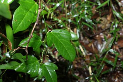 Passiflora pallida, photographed by Greg Tasney