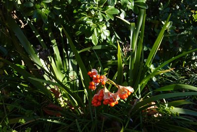 Iris foetidissima, photographed by Jon Sullivan