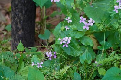 Orychophragmus violaceus, photographed by WATANABE Hitoshi 渡辺仁