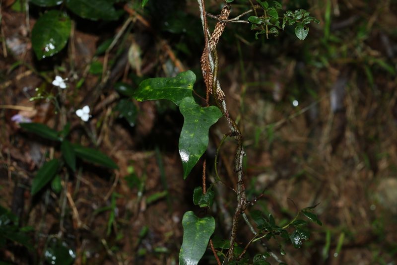 Parsonsia longipetiolata, photographed by Greg Tasney