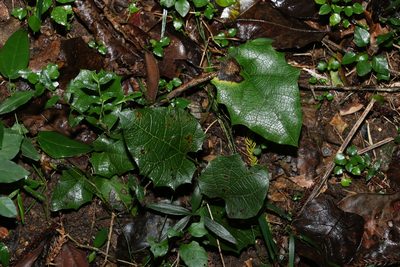 Pleogyne australis, photographed by Greg Tasney