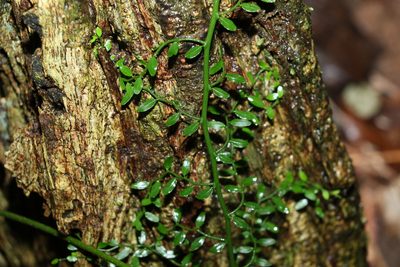 Capparis sarmentosa, photographed by Greg Tasney