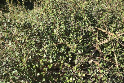 Muehlenbeckia complexa, photographed by Jon Sullivan