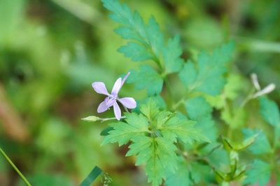 Delphinium anthriscifolium, photographed by WATANABE Hitoshi 渡辺仁