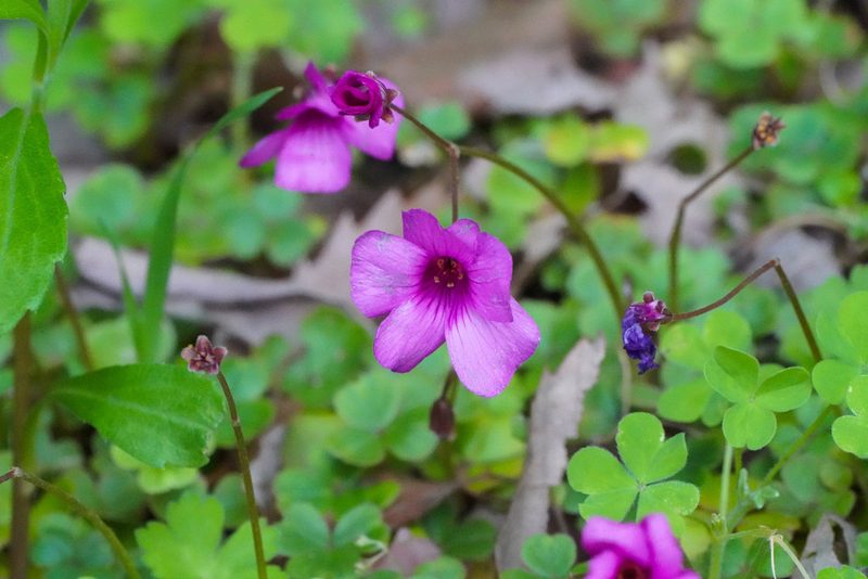 Oxalis brasiliensis, photographed by WATANABE Hitoshi 渡辺仁