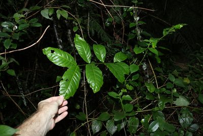Harpullia pendula, photographed by Greg Tasney