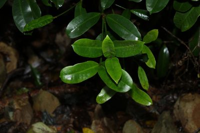 Baloghia inophylla, photographed by Greg Tasney