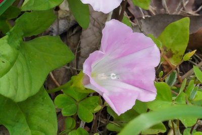 Calystegia hederacea, photographed by WATANABE Hitoshi 渡辺仁