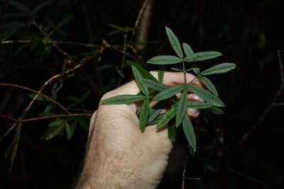 Zieria smithii, photographed by Greg Tasney