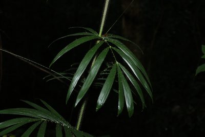 Calamus muelleri, photographed by Greg Tasney