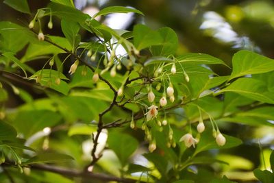 Styrax japonicus, photographed by WATANABE Hitoshi 渡辺仁
