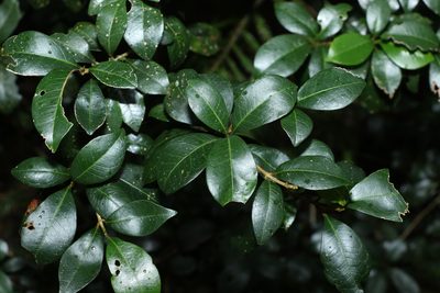 Acronychia pauciflora, photographed by Greg Tasney
