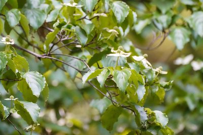Cornus kousa, photographed by WATANABE Hitoshi 渡辺仁