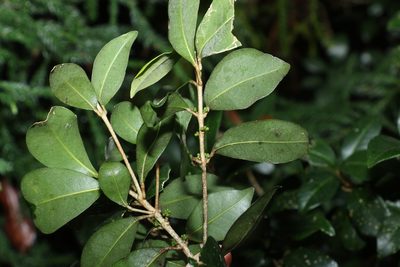 Acronychia pauciflora, photographed by Greg Tasney