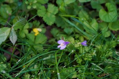 Mazus miquelii, photographed by WATANABE Hitoshi 渡辺仁