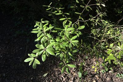 Pittosporum ralphii, photographed by Jon Sullivan